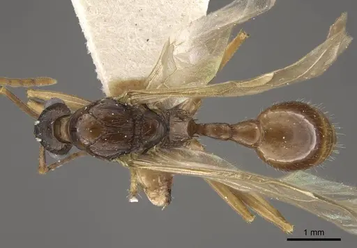 Myrmica draco - CASENT0917734