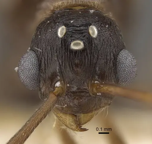 Myrmica draco - CASENT0917734