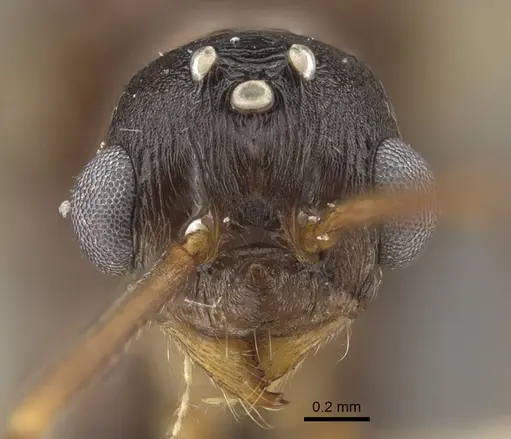 Myrmica draco - CASENT0917734