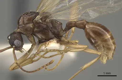 Myrmica draco - CASENT0917734