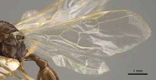 Myrmica draco - CASENT0917734