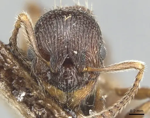 Myrmica dshungarica specimen