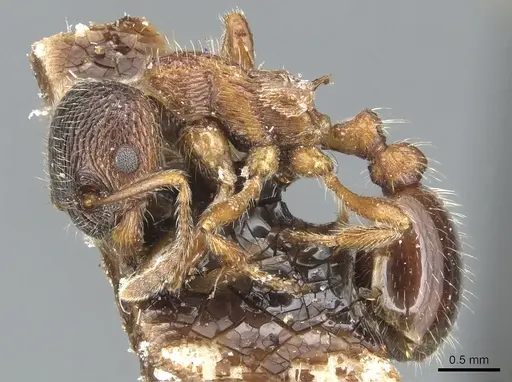 Myrmica dshungarica specimen