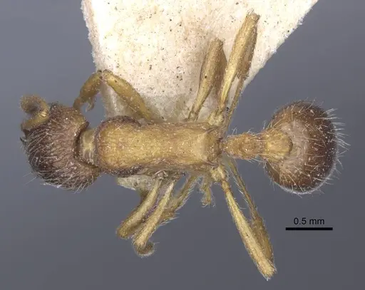 Myrmica dshungarica - CASENT0916903