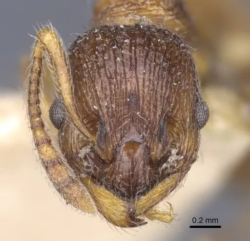 Myrmica dshungarica - CASENT0916903