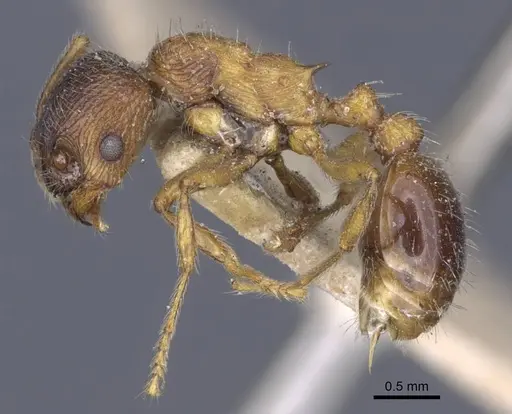 Myrmica dshungarica - CASENT0916903