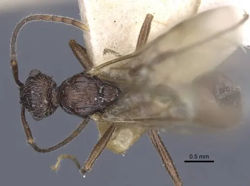 Myrmica dshungarica - CASENT0916904