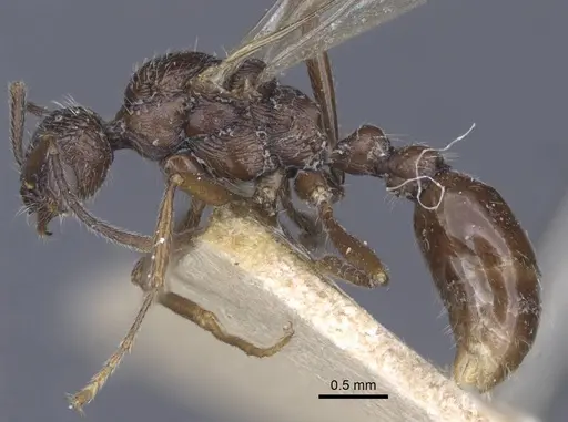 Myrmica dshungarica - CASENT0916904