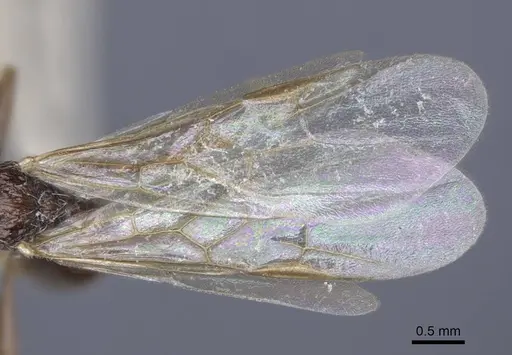 Myrmica dshungarica - CASENT0916904