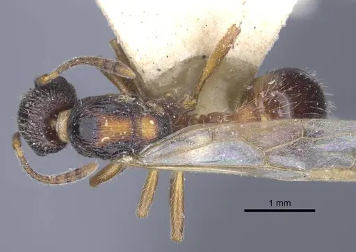 Myrmica dshungarica - CASENT0916905