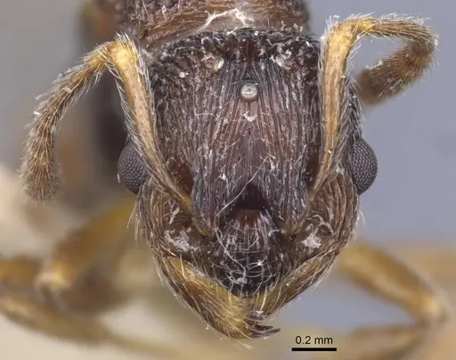 Myrmica dshungarica - CASENT0916905