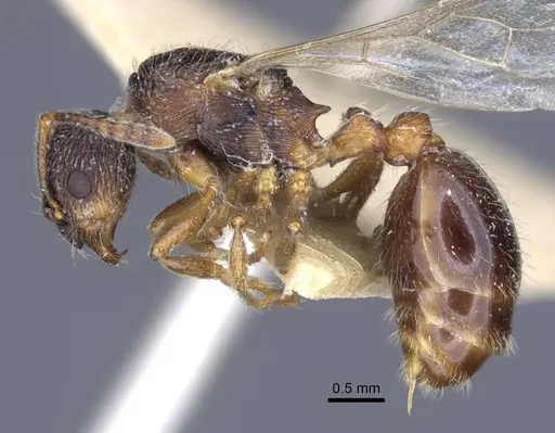 Myrmica dshungarica - CASENT0916905
