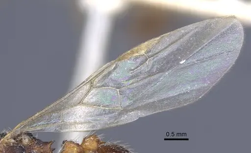 Myrmica dshungarica - CASENT0916905