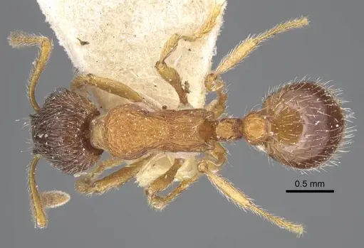 Myrmica dshungarica - CASENT0917042