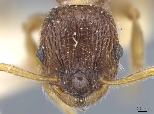 Myrmica dshungarica - CASENT0917042