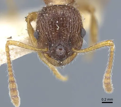 Myrmica dshungarica - CASENT0917042
