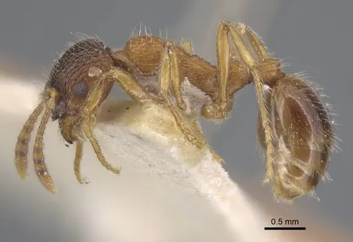 Myrmica dshungarica - CASENT0917042