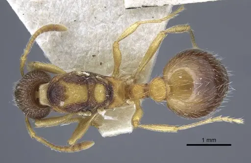 Myrmica dshungarica - CASENT0917043