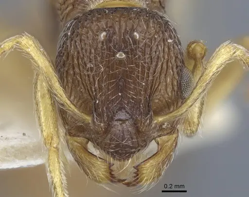 Myrmica dshungarica - CASENT0917043