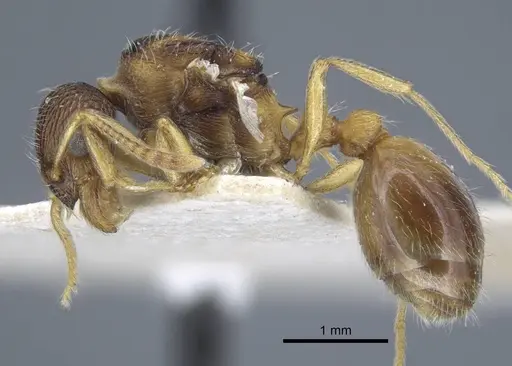 Myrmica dshungarica - CASENT0917043