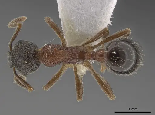 Myrmica dshungarica - CSU