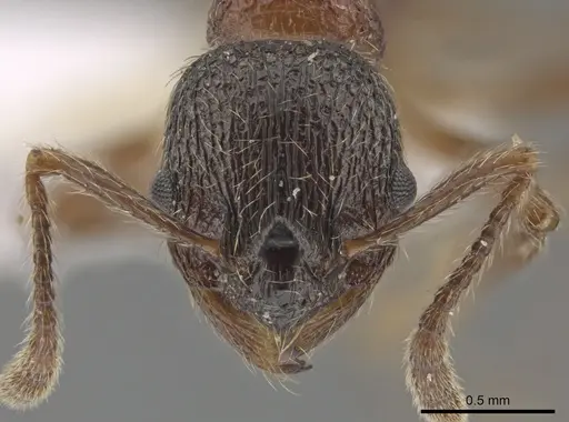 Myrmica dshungarica - CSU