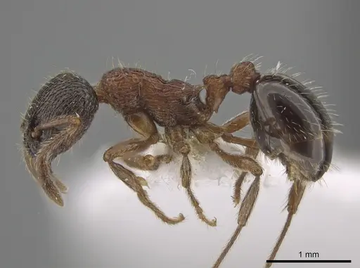Myrmica dshungarica - CSU