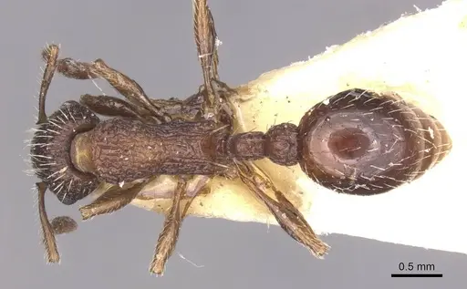 Myrmica eidmanni specimen
