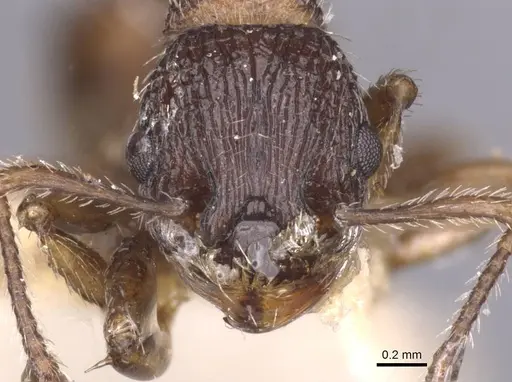 Myrmica eidmanni specimen