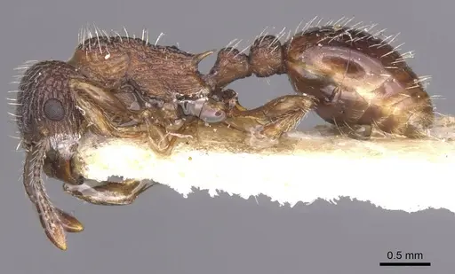 Myrmica eidmanni specimen