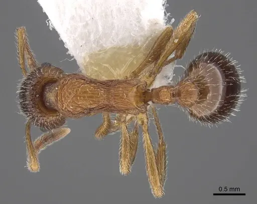 Myrmica elbrusi specimen