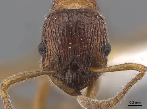 Myrmica elbrusi specimen