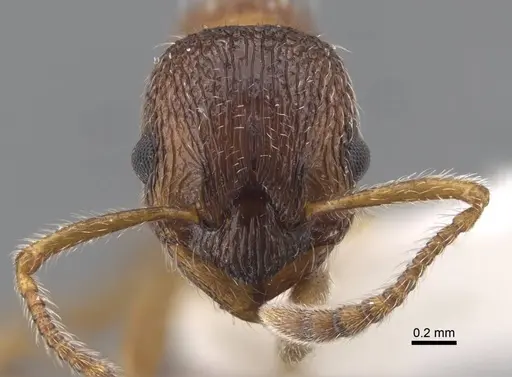 Myrmica elbrusi specimen