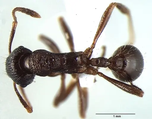 Myrmica elmesi specimen