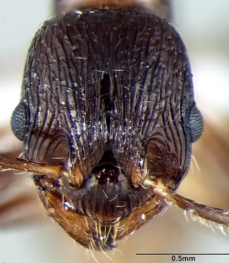 Myrmica elmesi specimen