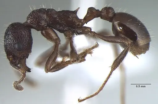 Myrmica elmesi specimen