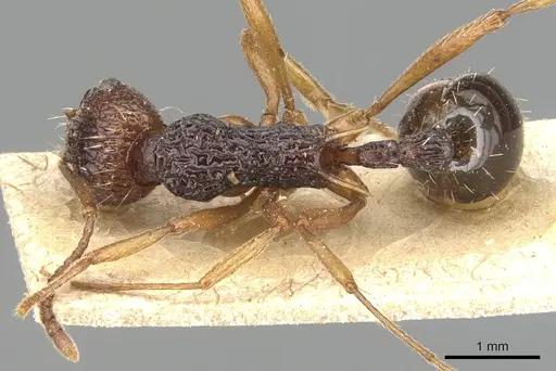 Myrmica emeryi specimen