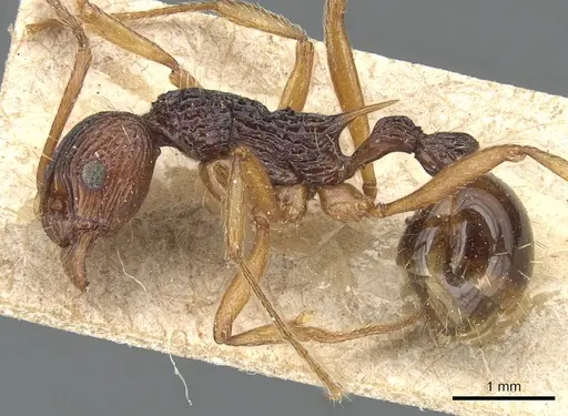 Myrmica emeryi specimen