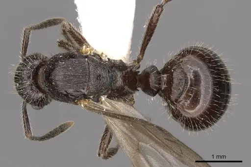 Myrmica ereptrix specimen