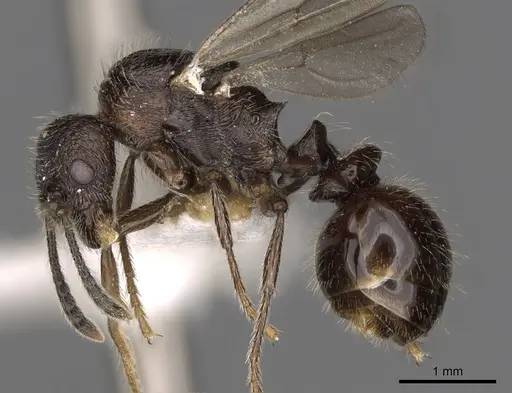 Myrmica ereptrix specimen