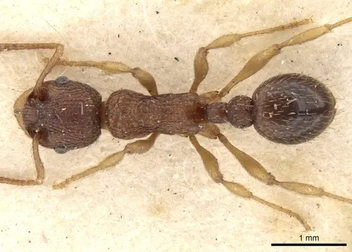 Myrmica excelsa specimen