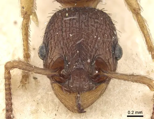 Myrmica excelsa specimen