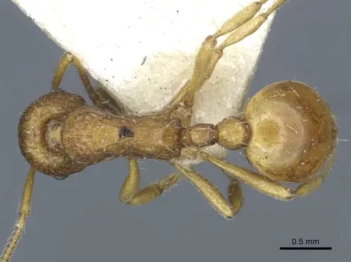 Myrmica ferganensis specimen