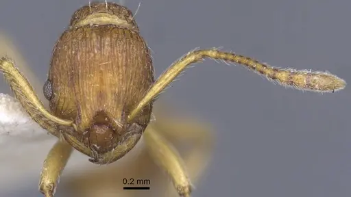 Myrmica ferganensis specimen