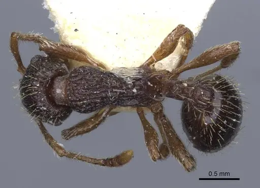 Myrmica forcipata specimen