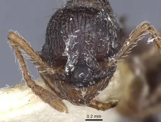 Myrmica forcipata specimen