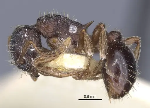 Myrmica forcipata specimen