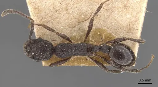 Myrmica foreliana specimen