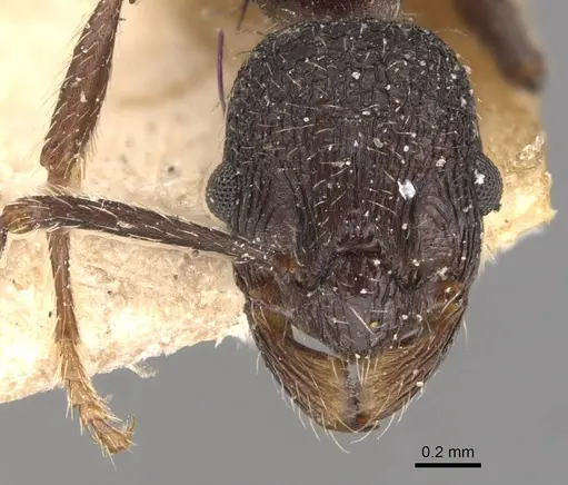 Myrmica foreliana specimen