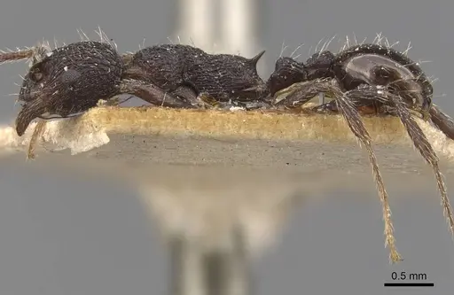 Myrmica foreliana specimen